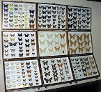 Энтомологическая коллекция — Википедия